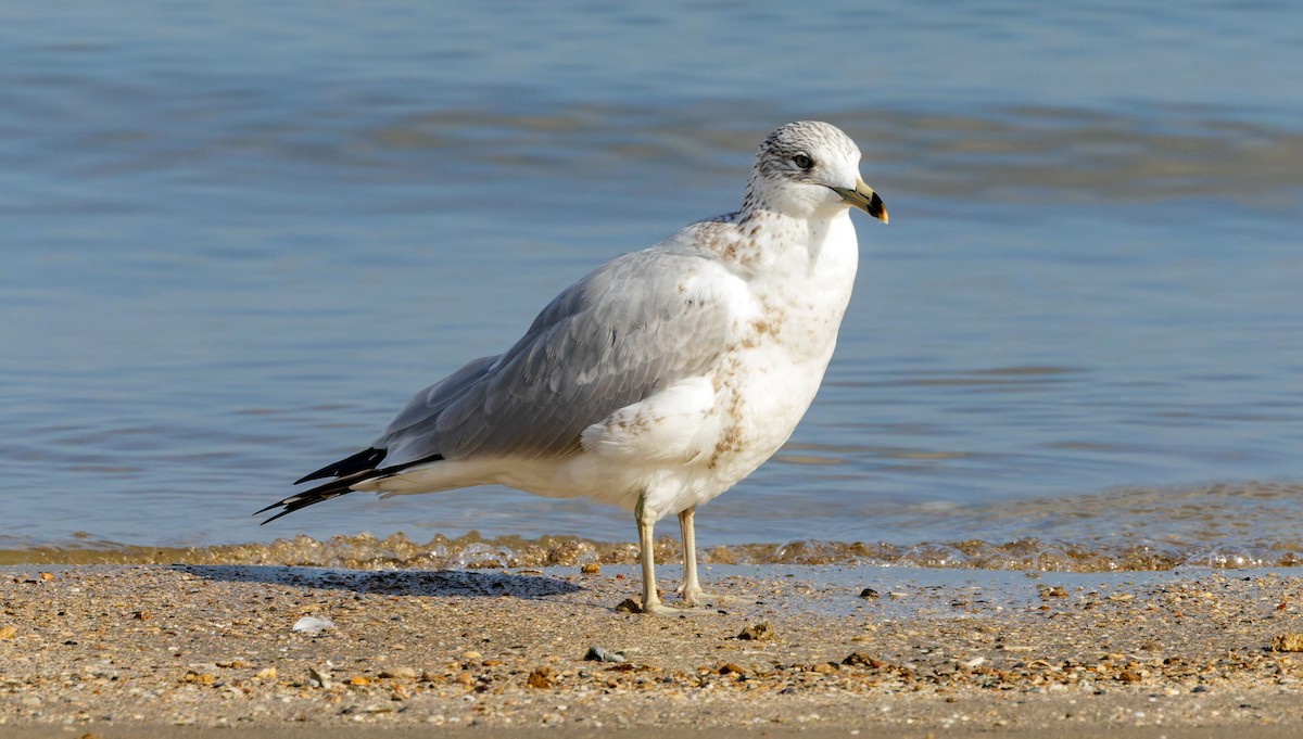 Ring-billed Gull - ML646832814