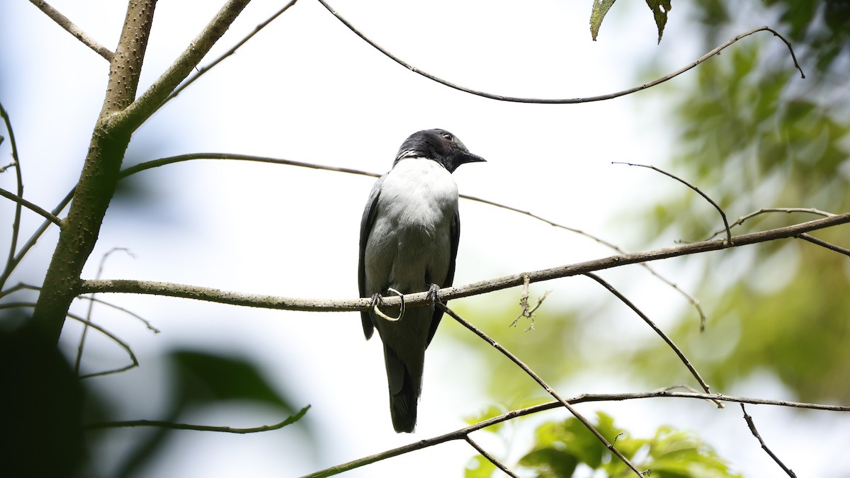 Madagascar Cuckooshrike - ML646832815