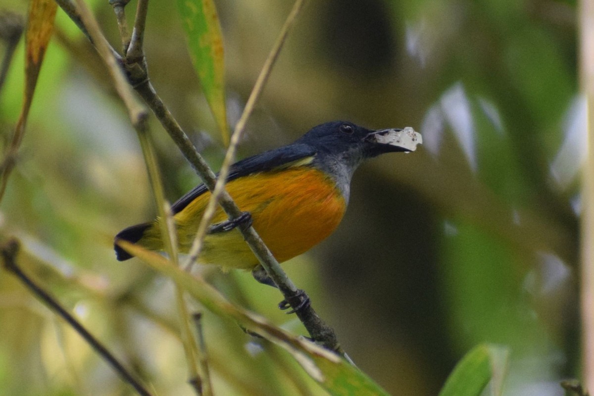 Orange-bellied Flowerpecker - ML646832816
