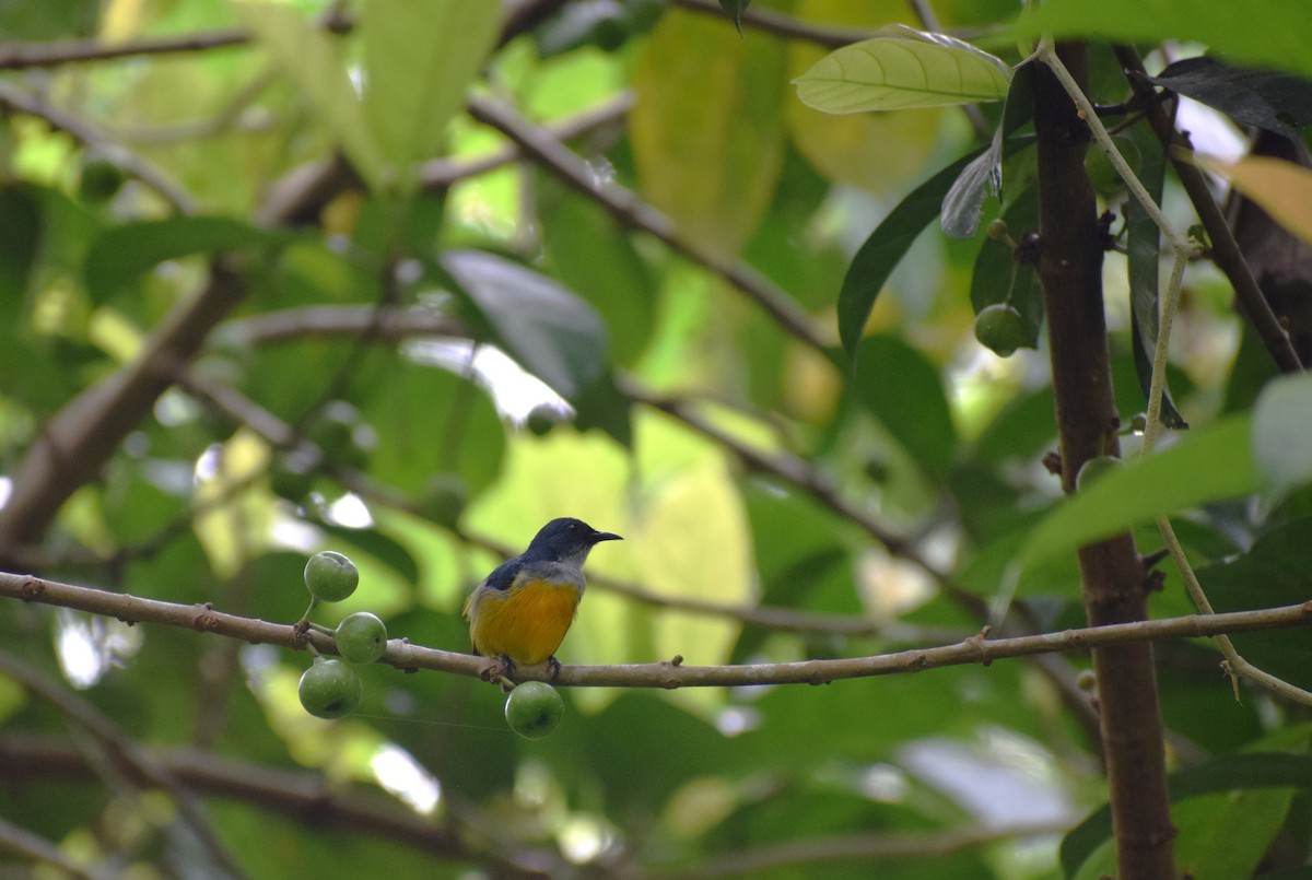 Orange-bellied Flowerpecker - ML646832817