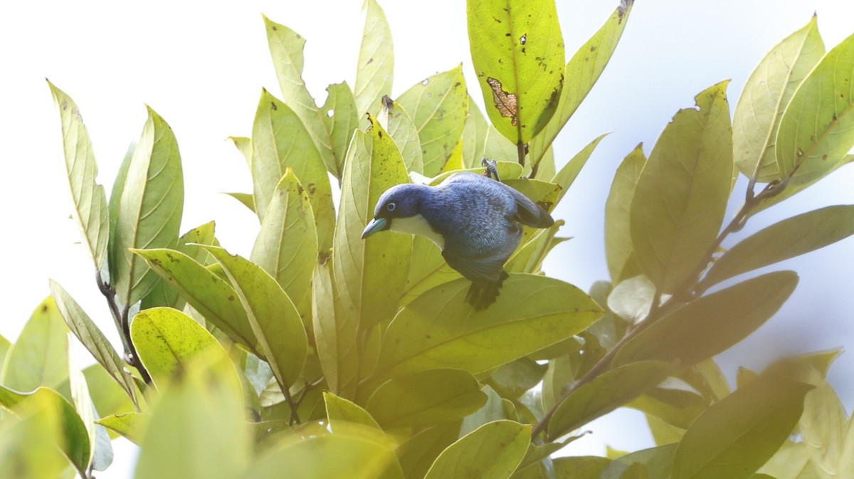 Madagascar Blue Vanga - ML646832818