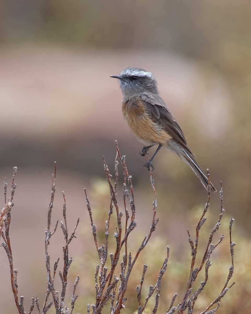 d'Orbigny's Chat-Tyrant - ML646832819