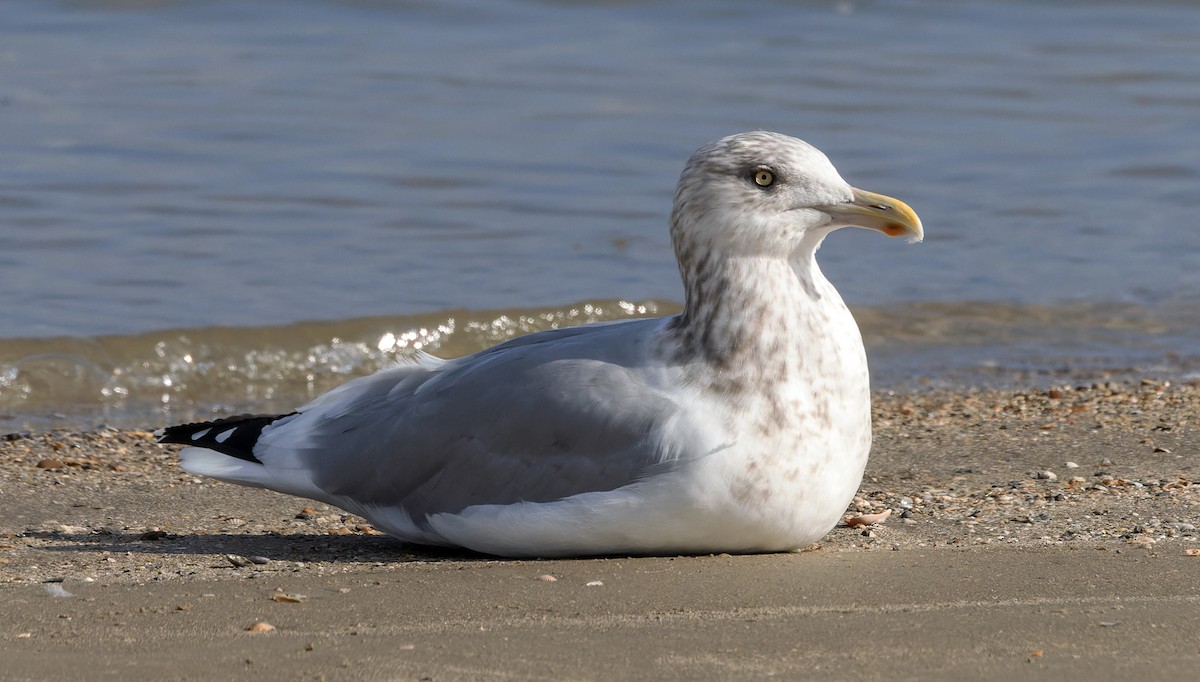 American Herring Gull - ML646832820