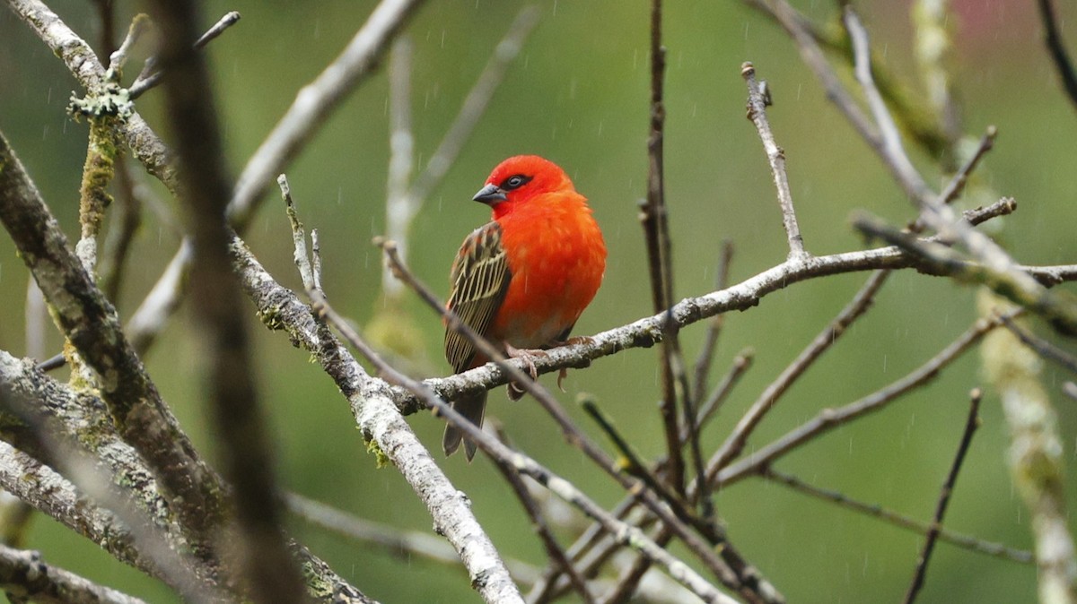 Red Fody - ML646832821