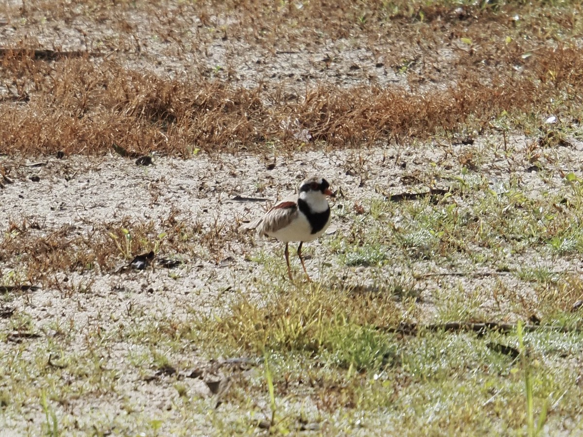 Schwarzstirn-Regenpfeifer - ML646832822