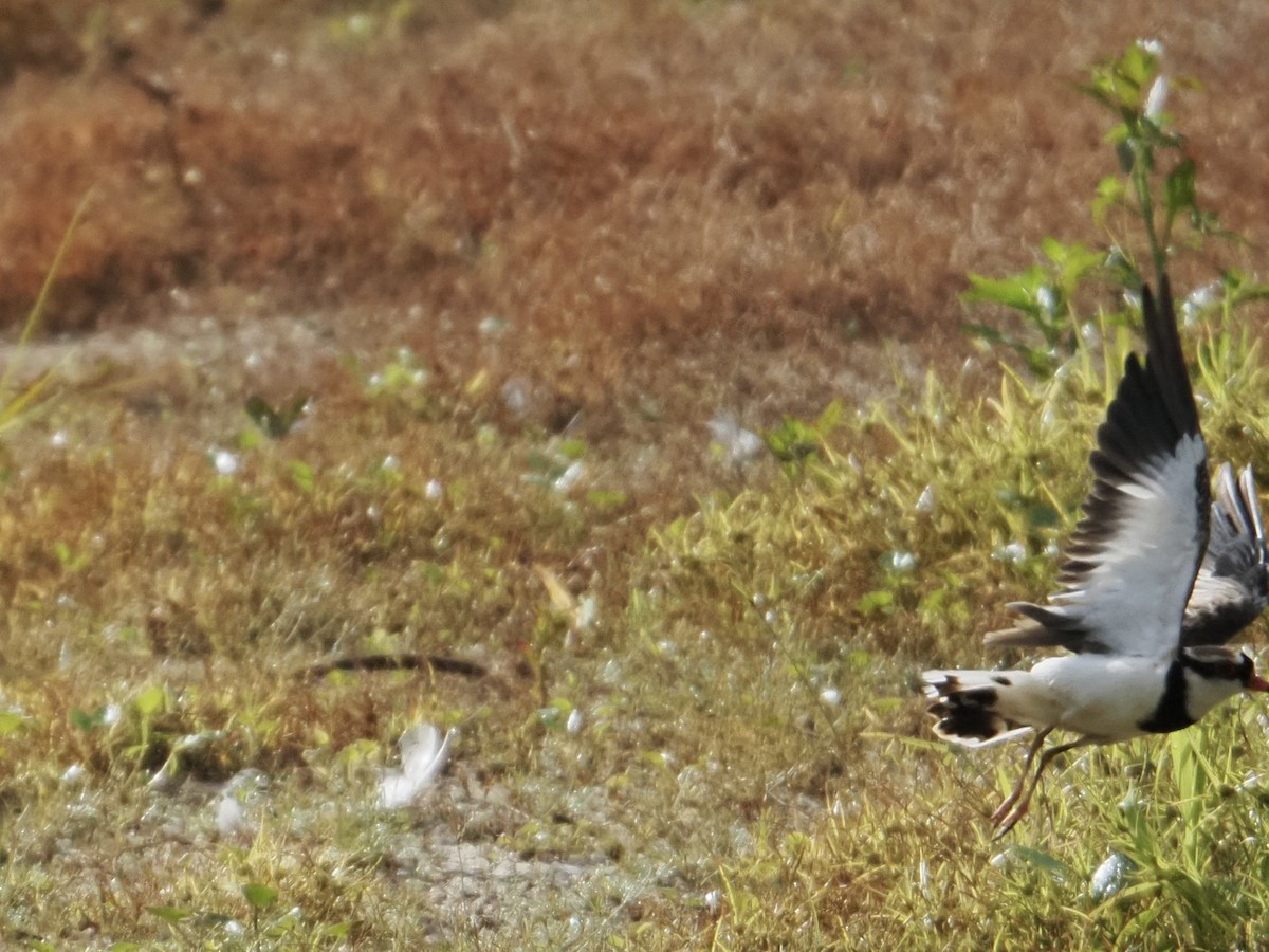 Schwarzstirn-Regenpfeifer - ML646832823
