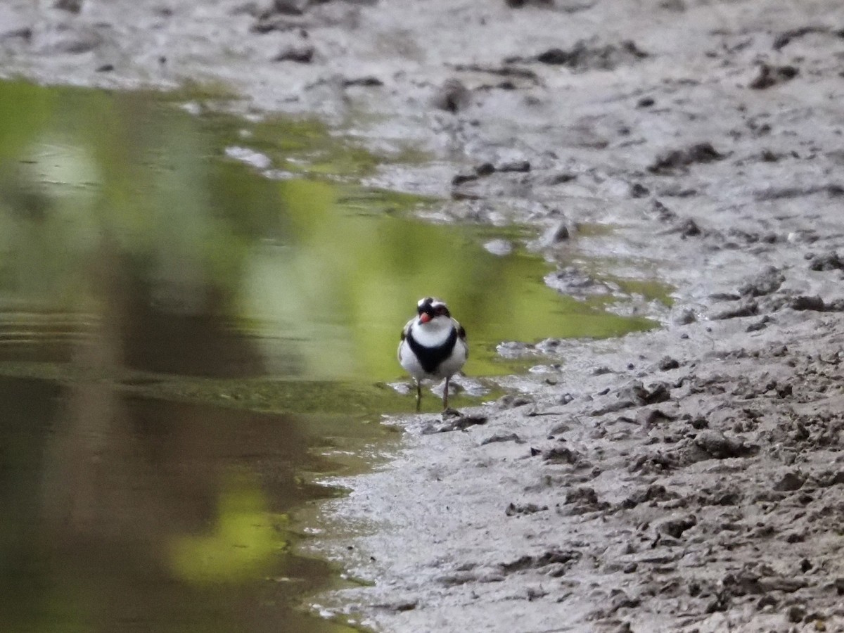 Schwarzstirn-Regenpfeifer - ML646832824