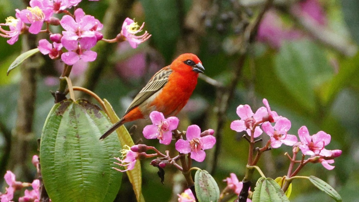 Red Fody - ML646832825