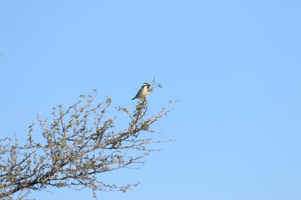 Pied Barbet - ML646832827