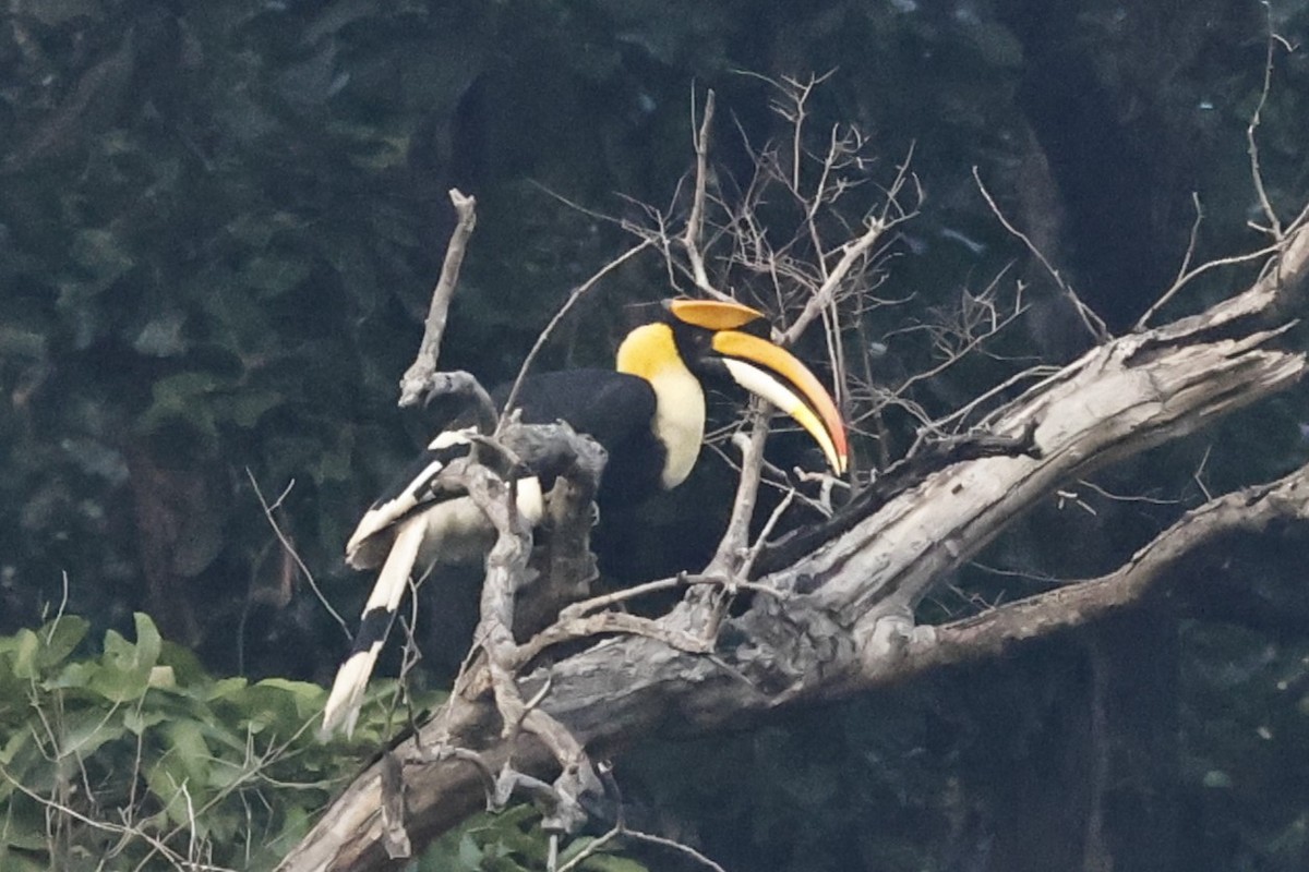 Great Hornbill - ML646832830