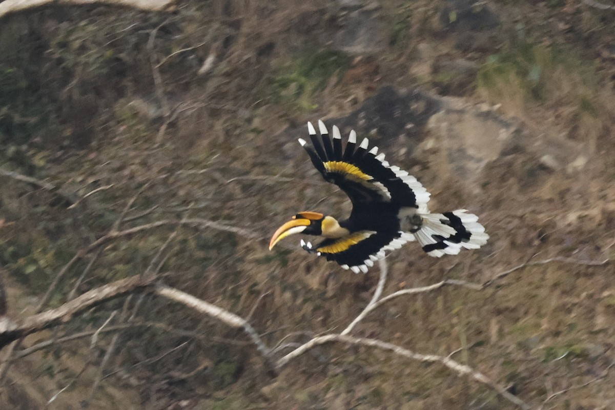 Great Hornbill - ML646832831