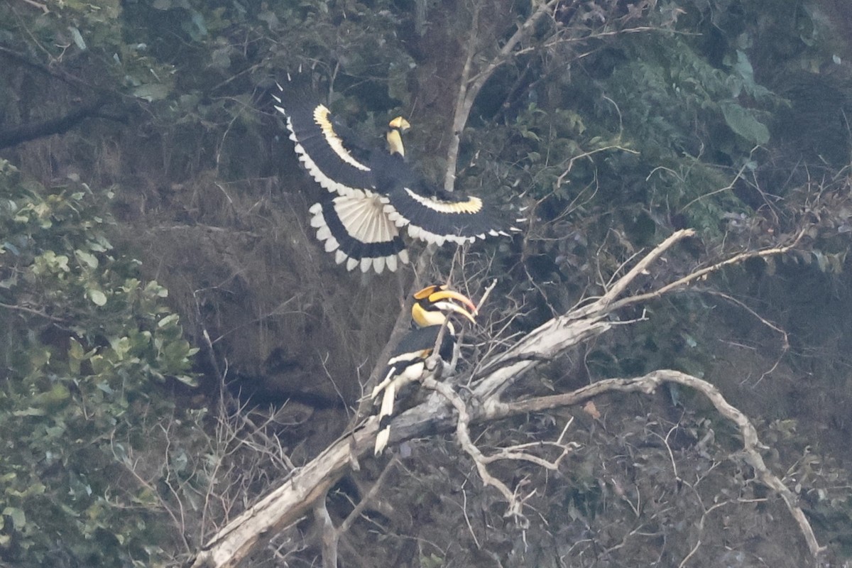 Great Hornbill - ML646832832