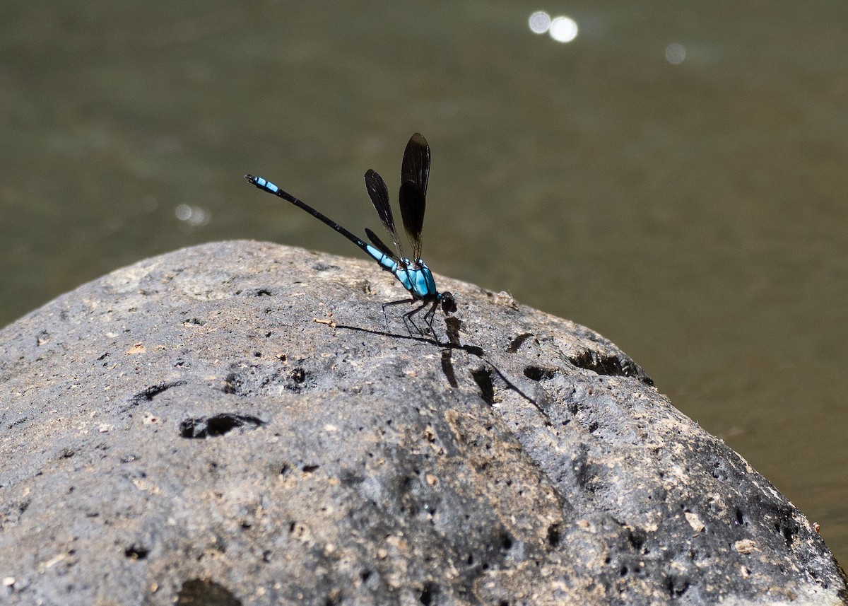 Tropical Rockmaster - ML646832833