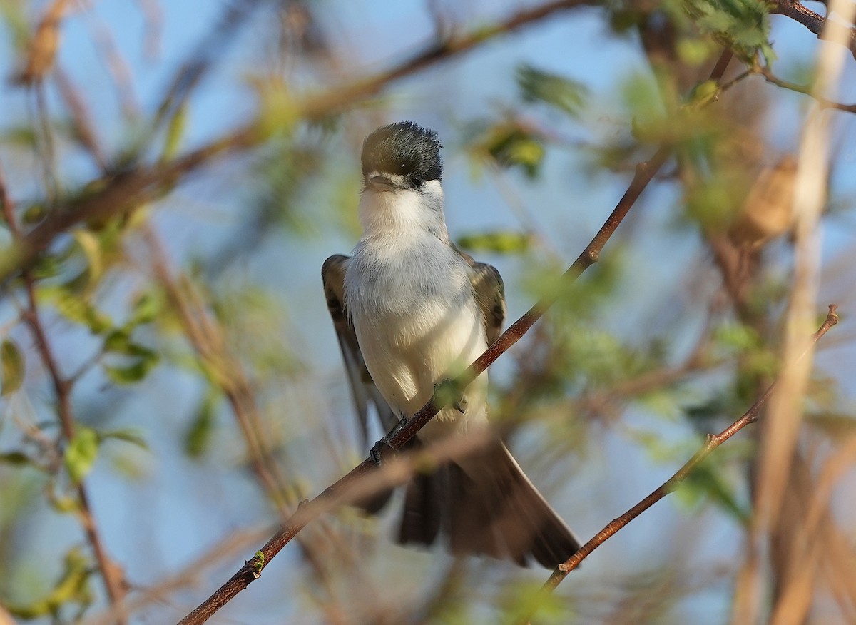 White-naped Xenopsaris - ML646832834