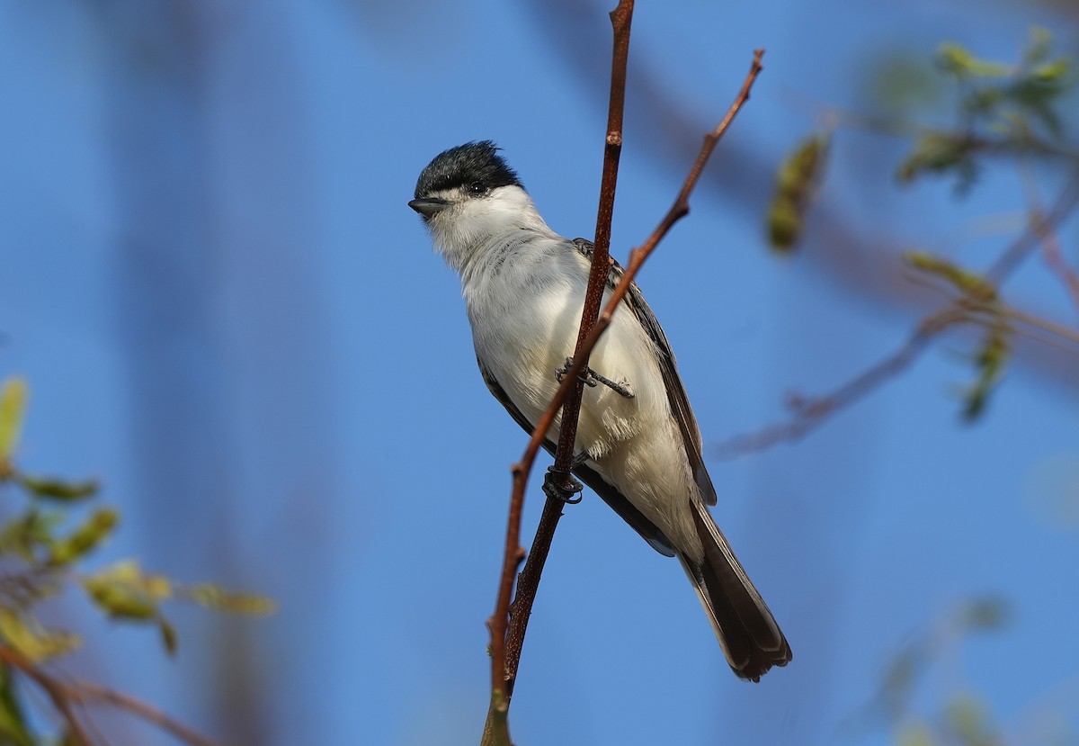 White-naped Xenopsaris - ML646832835