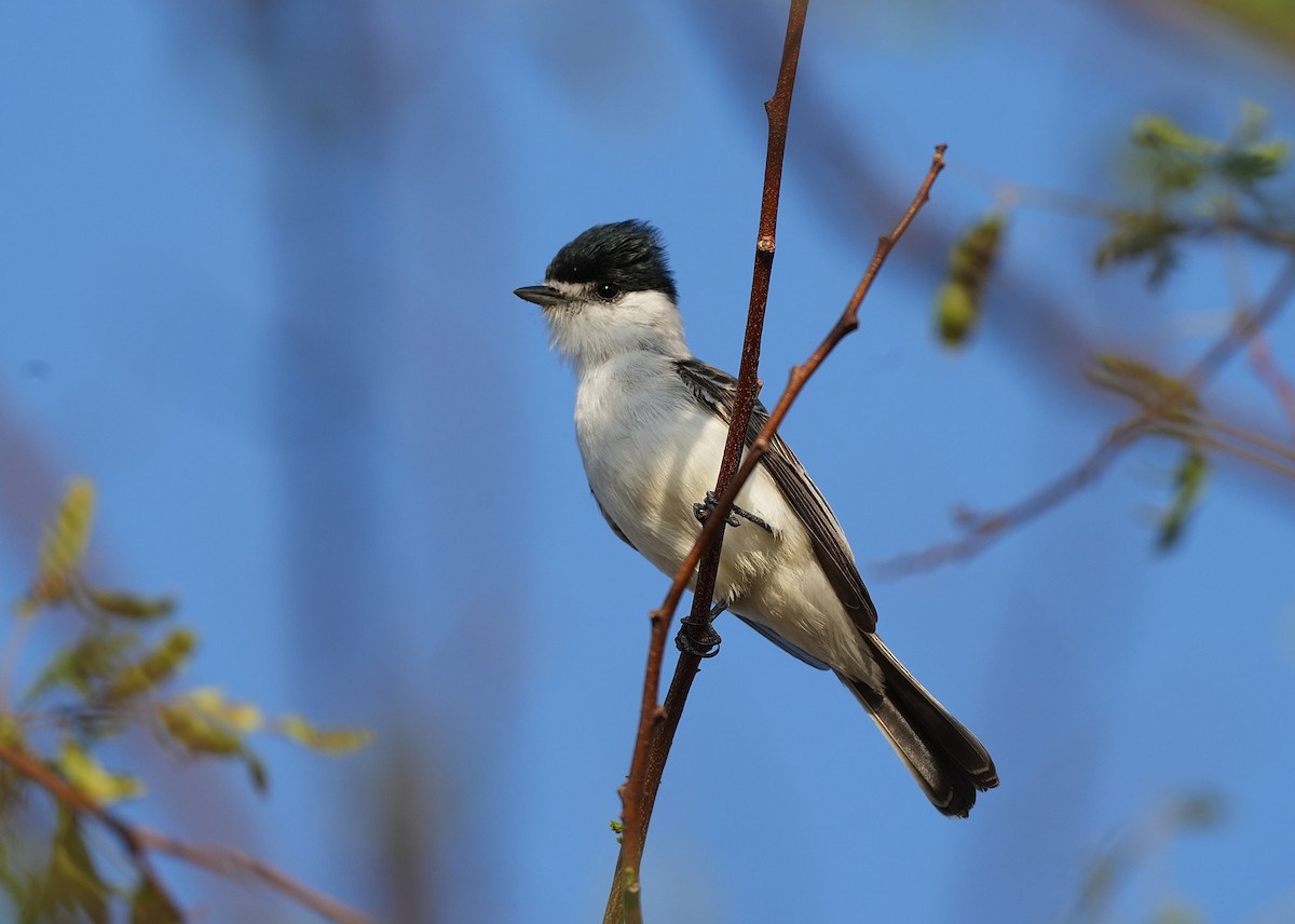 White-naped Xenopsaris - ML646832836