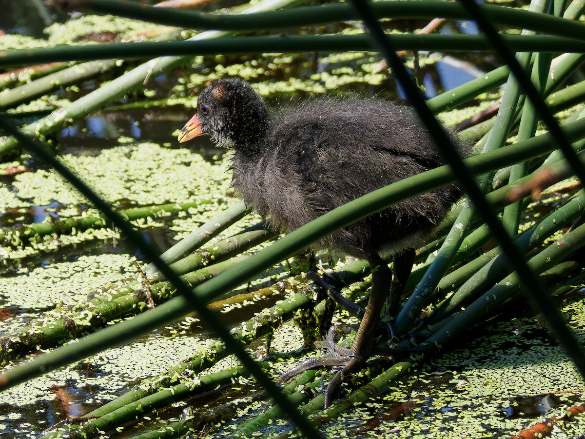 Dusky Moorhen - ML646832839