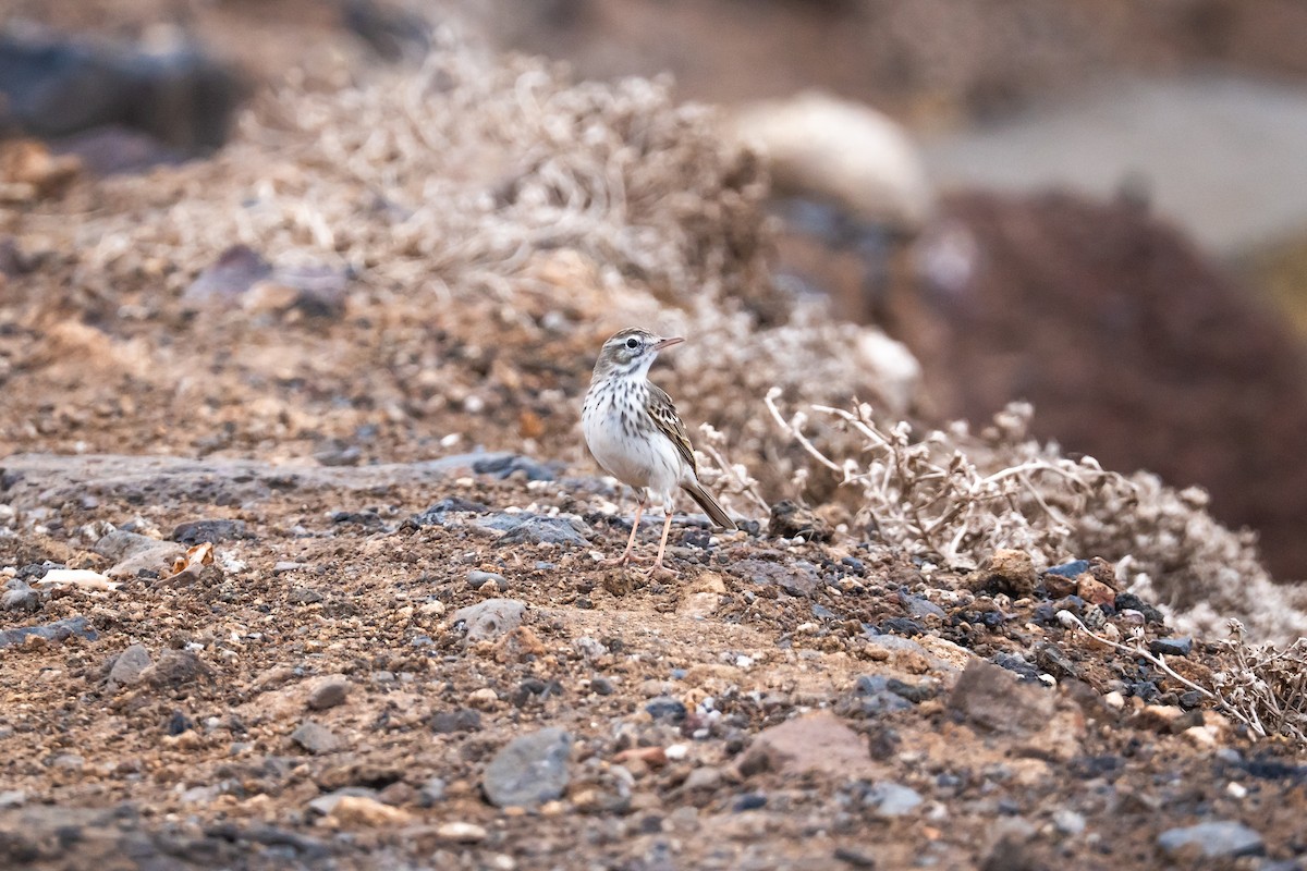 Berthelot's Pipit - ML646832841