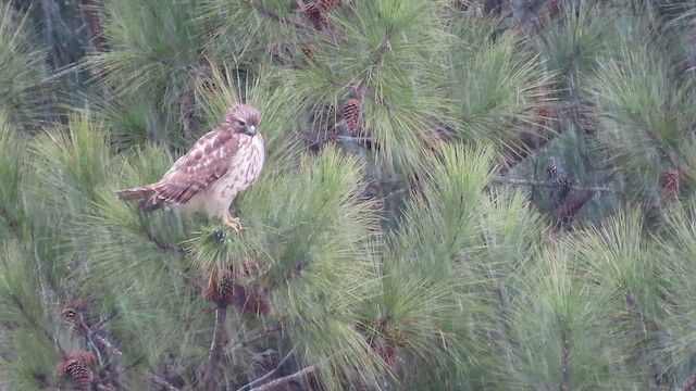 Red-shouldered Hawk - ML646832842