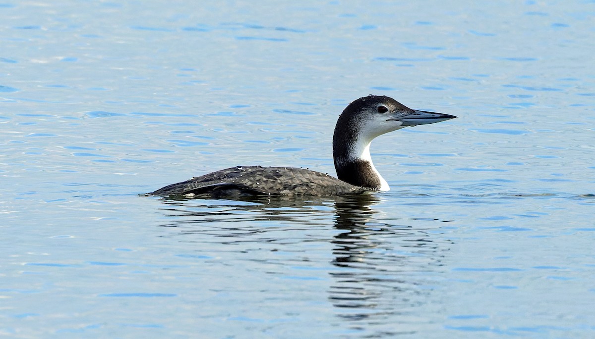 Common Loon - ML646832843