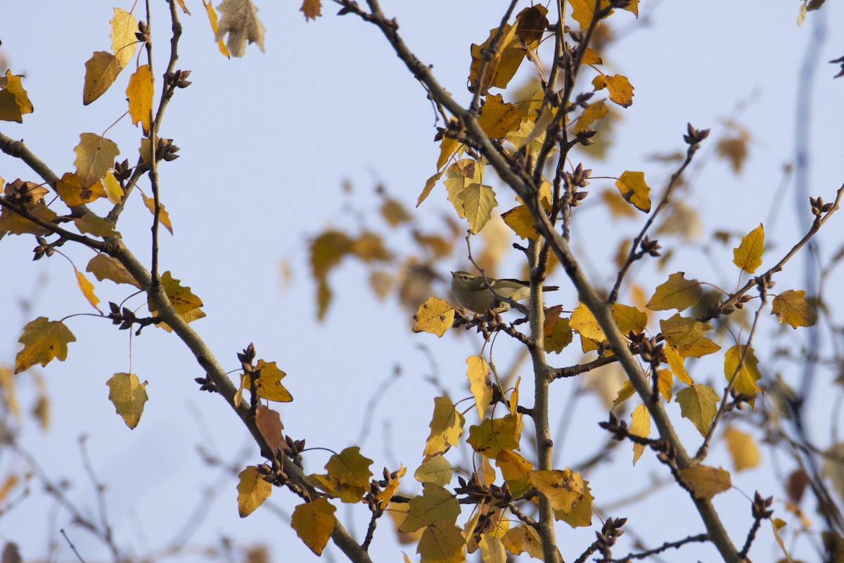 Yellow-browed Warbler - ML646832844