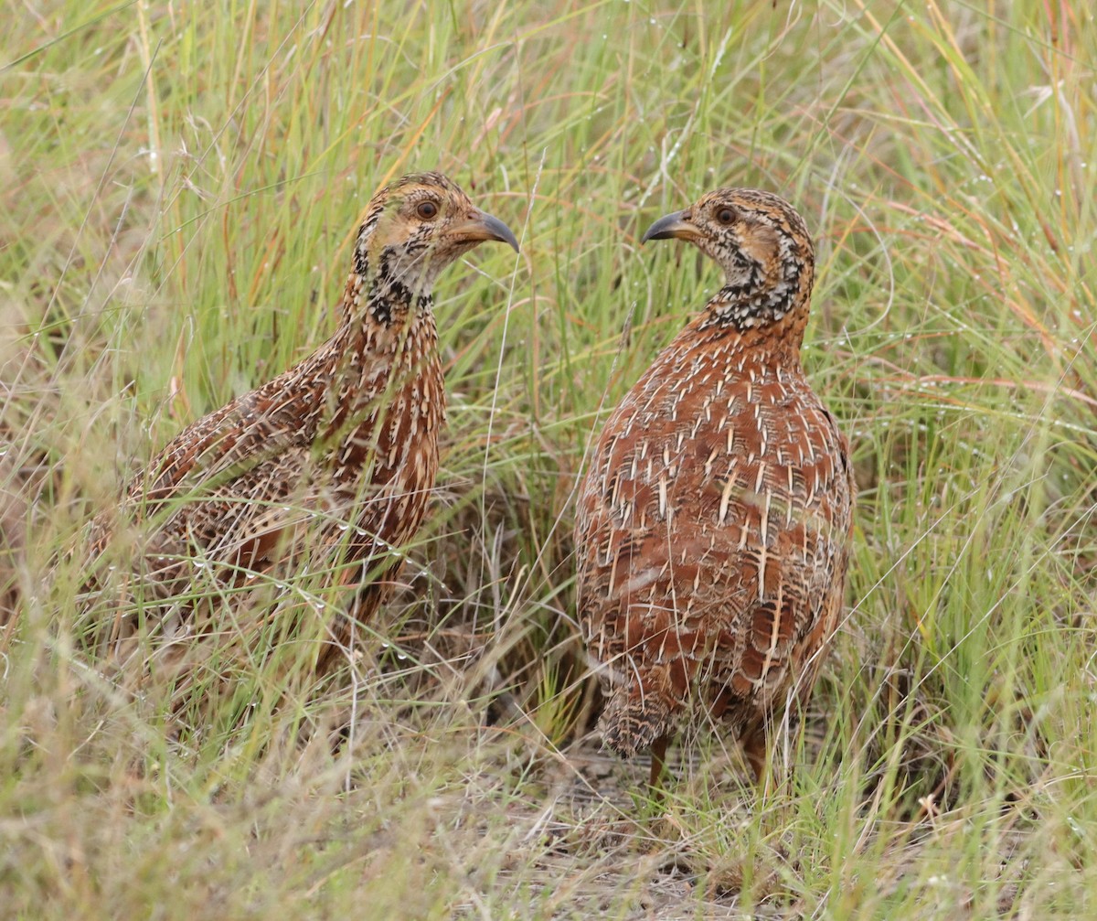 Orange River Francolin - ML646832847