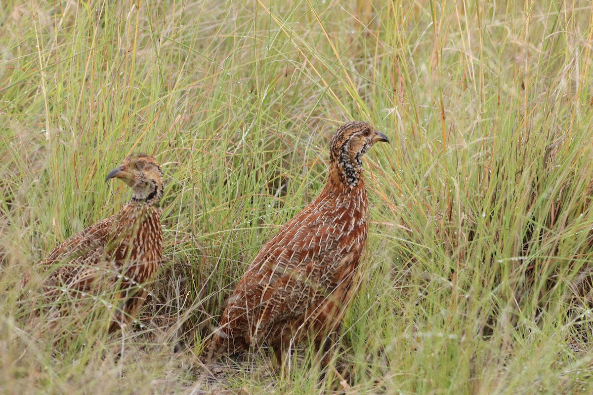 Orange River Francolin - ML646832848