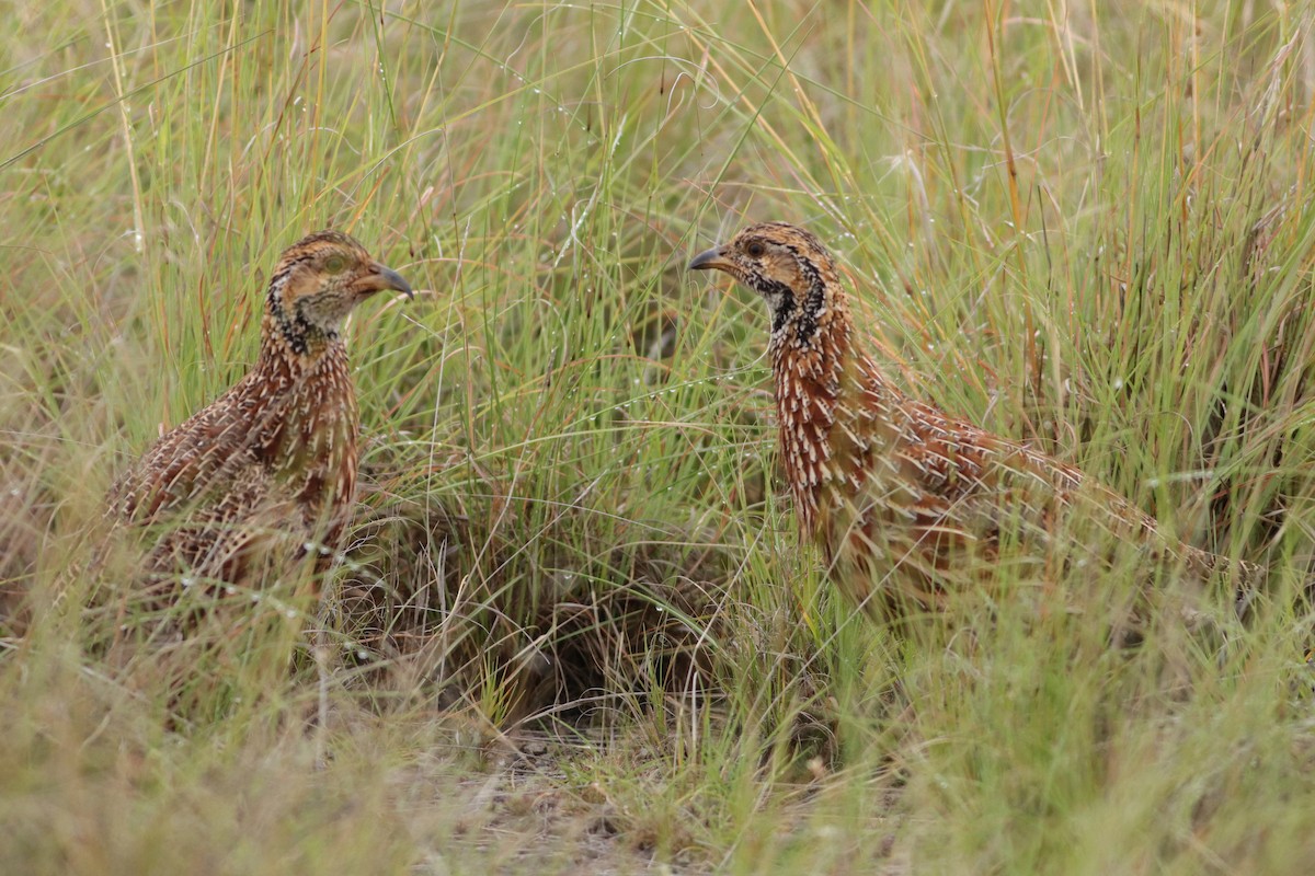 Orange River Francolin - ML646832849