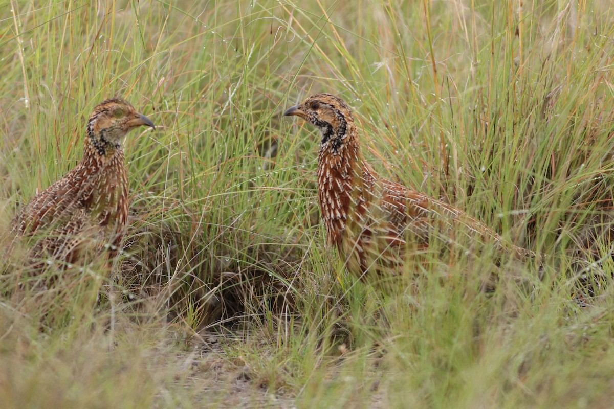 Orange River Francolin - ML646832850
