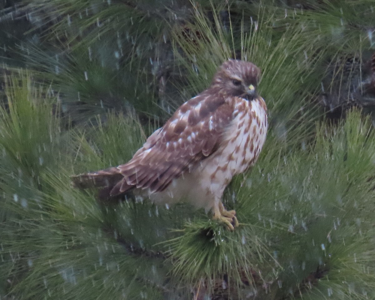 Rotschulterbussard - ML646832851