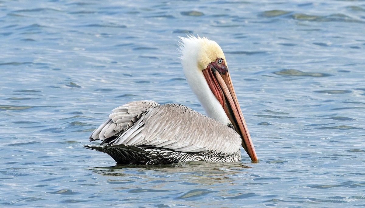 Brown Pelican - ML646832852