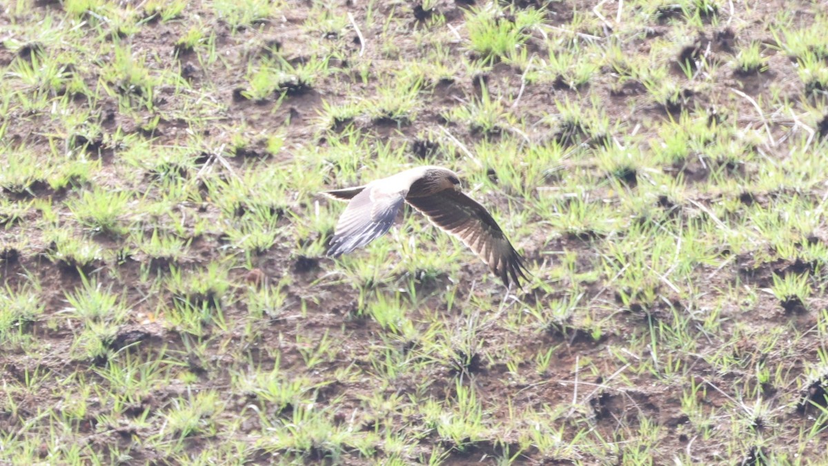 Black Kite (Yellow-billed) - ML646832853