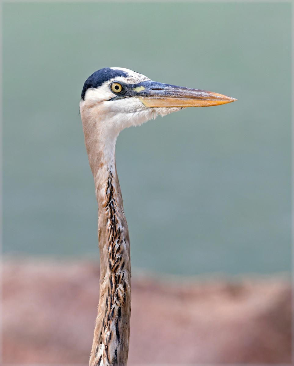 Great Blue Heron - ML646832854