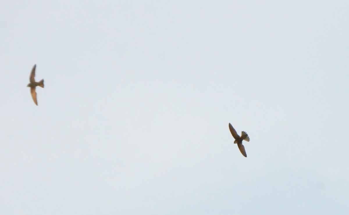 House Swift - ML646832858