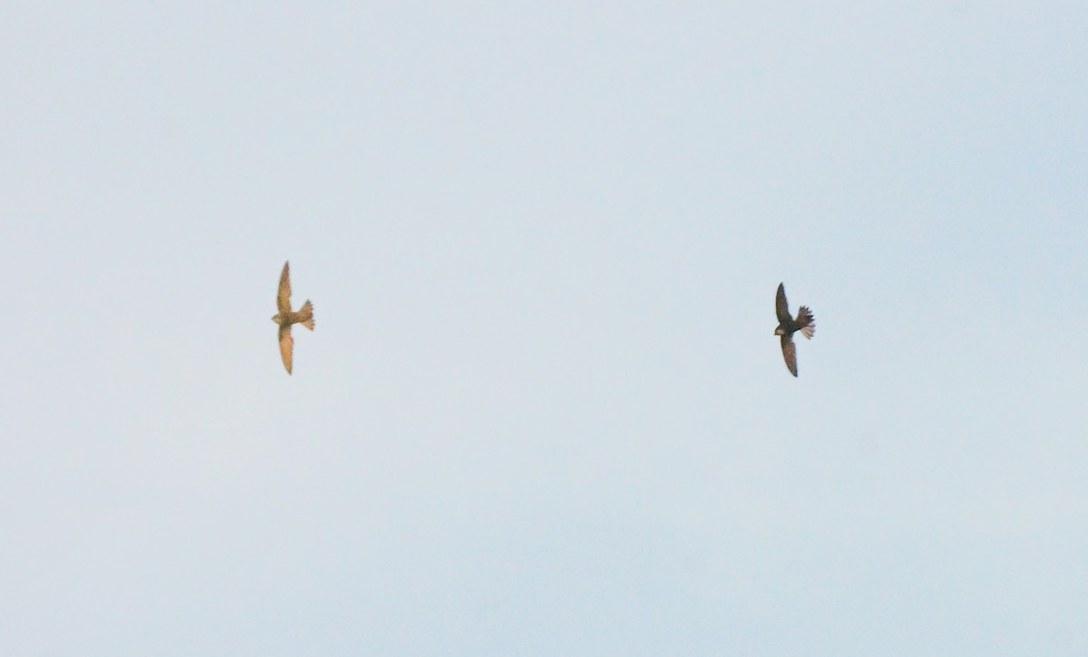 House Swift - ML646832859