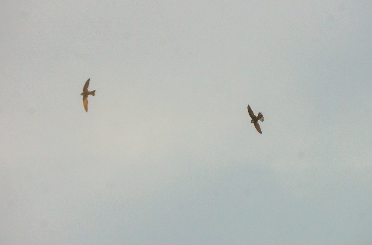 House Swift - ML646832860