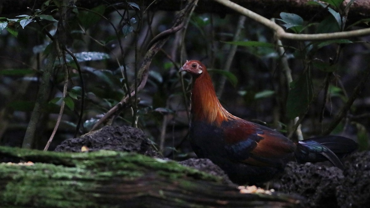 Red Junglefowl - ML646832862