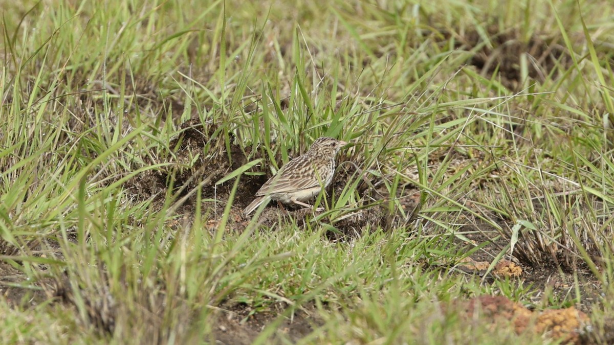 Madagaskarlerche - ML646832863