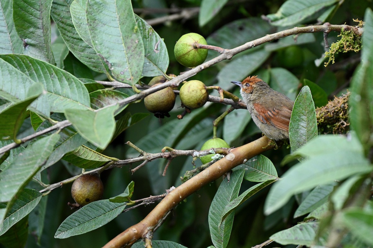 Red-faced Spinetail - ML646832864