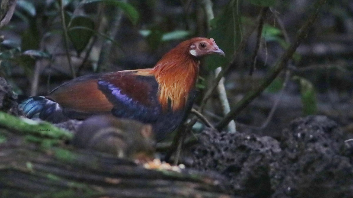 Red Junglefowl - ML646832865