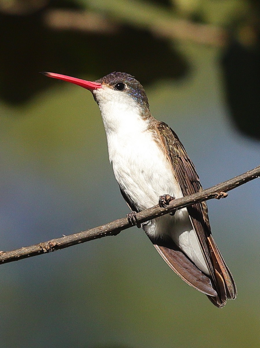 Violet-crowned Hummingbird - ML646832866