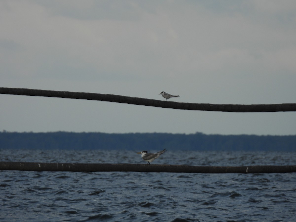 Gull-billed Tern - ML646832868