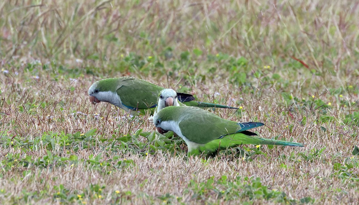Monk Parakeet - ML646832869