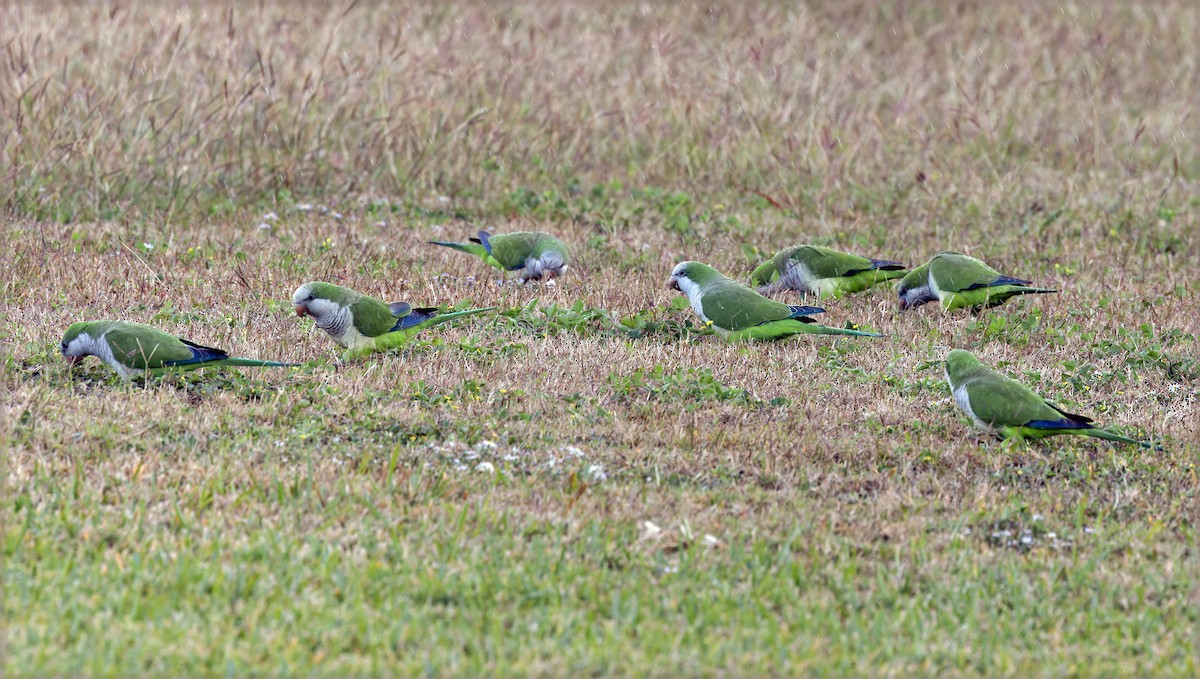 Monk Parakeet - ML646832870