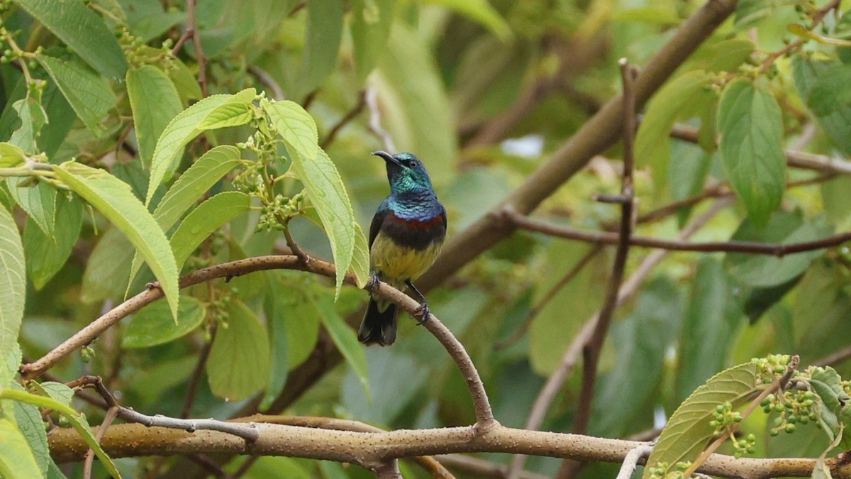 Souimanga Sunbird - ML646832871