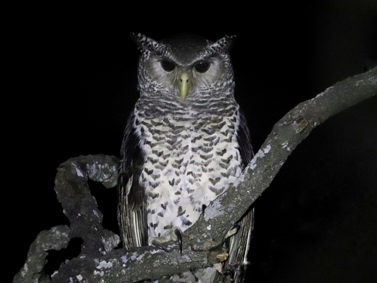 Spot-bellied Eagle-Owl - ML646832872
