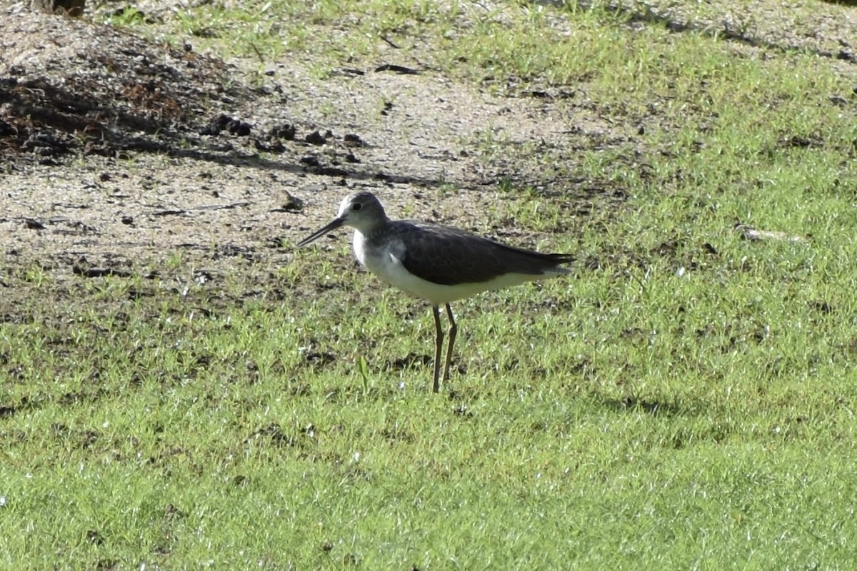 Teichwasserläufer - ML646832873