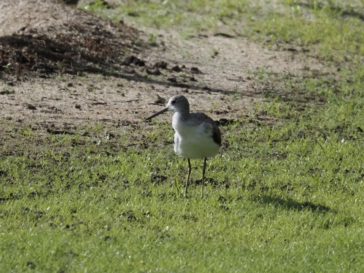 Teichwasserläufer - ML646832875