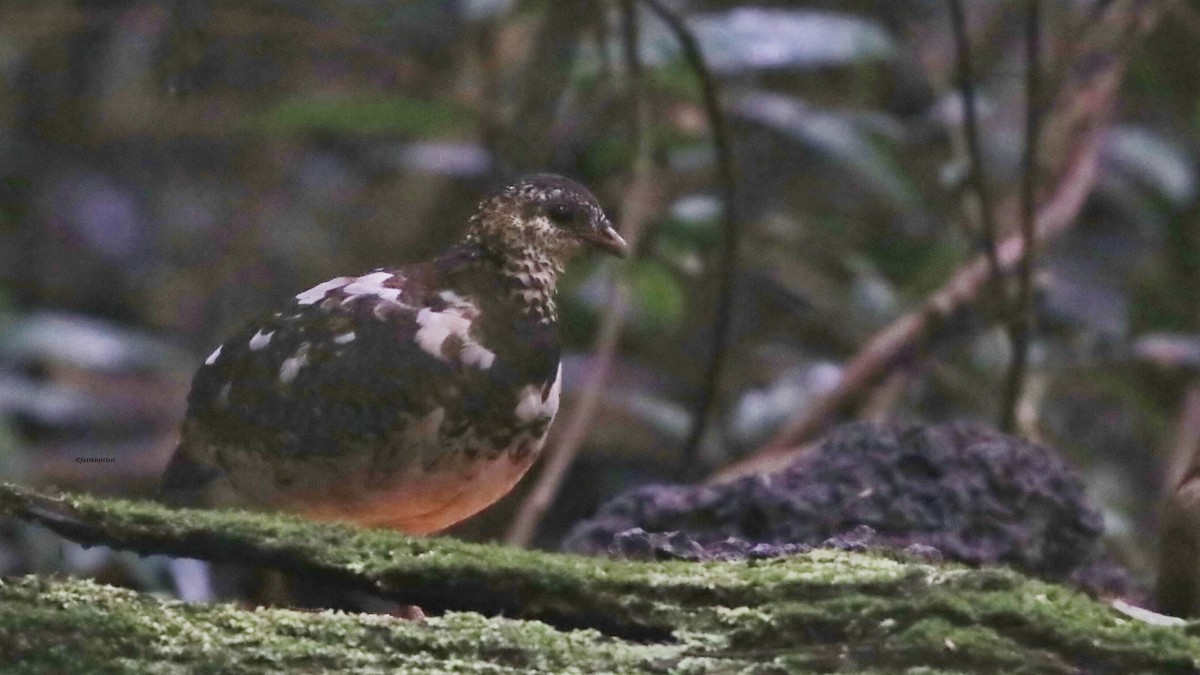 Scaly-breasted Partridge - ML646832876