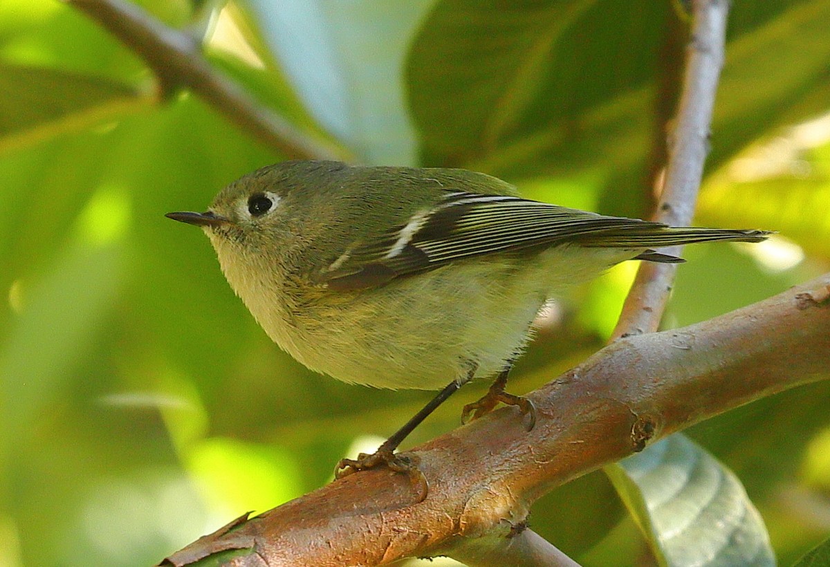 Rubingoldhähnchen - ML646832878